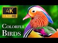 The Most Colorful Birds In 4K Beautiful Birds Sound In The Forest Scenic Relaxation Film