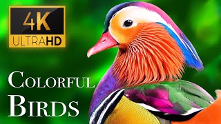 Download lagu The Most Colorful Birds in 4K Beautiful Birds Soun... mp3
