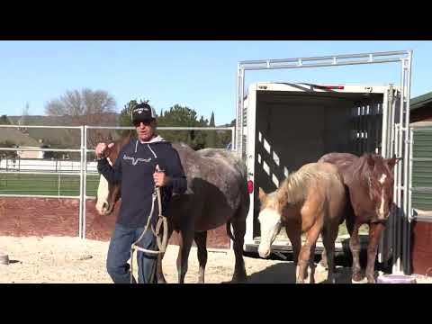 Trailer Loading a Weanling for The First Time
