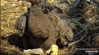 Decorah North Nest 4-24-24 Mr and DNF each bring fish, tandem feeding