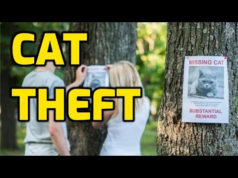 What Should You Do If Someone Steals Your Cat?