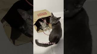 Kittens True Love Brown Bag