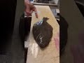 Practicing filleting flat fish. #flounder #fluke #halibut