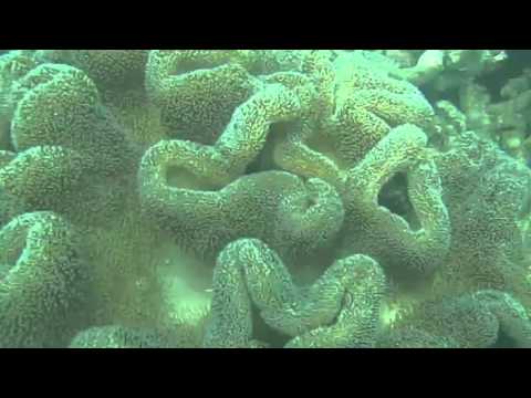 Dutch Bay Trincomalee Sri Lanka Scuba Diving Taprobane Divers