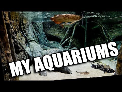 A tour of my aquariums that he'll never forget