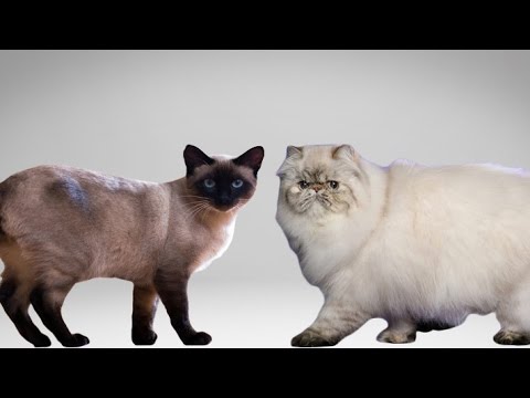 Siamese Cat vs Persian Cat -  Understanding The Differences