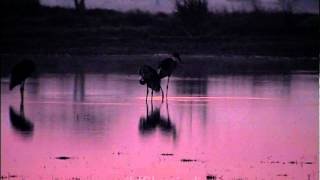 Sarus crane in the wetlands...