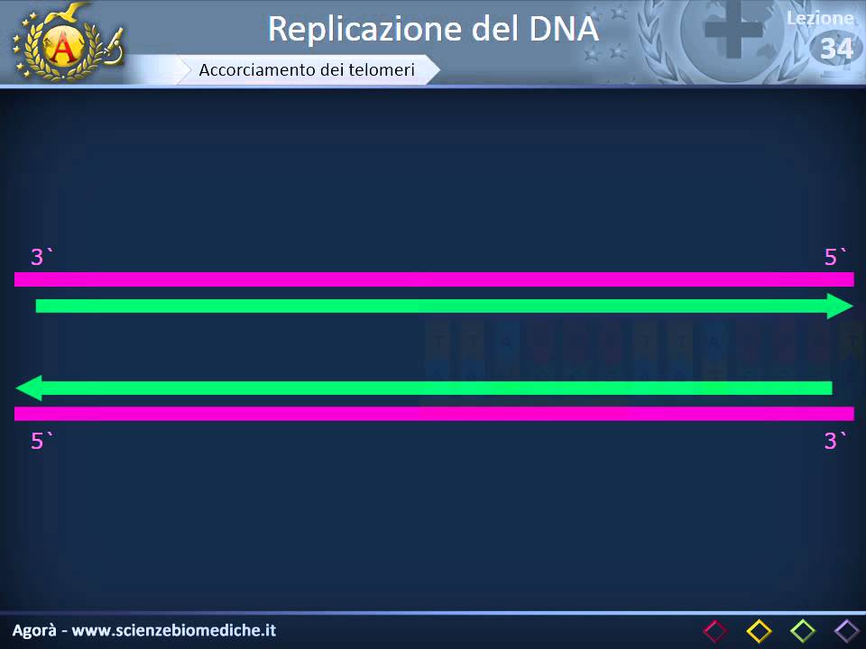 Replicazione del DNA