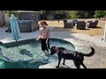 How I Get A Dog Over Their Fear Of Water In MINUTES
