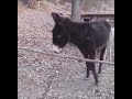 One Donkey"s Intelligence