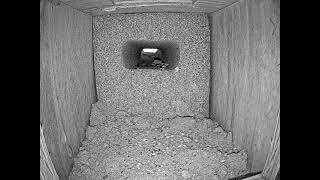 Conwy · Nest live stream