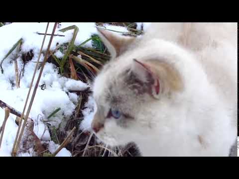 I found a new colony of cats with kittens 35