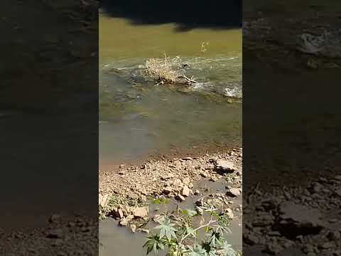 rio já está bom para pescar