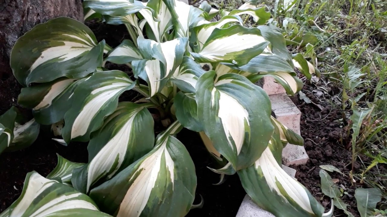 #hostaundulata #mediovariegata /Секреты роста хосты Медиовариегата(лат.hosta Mediovariegata)