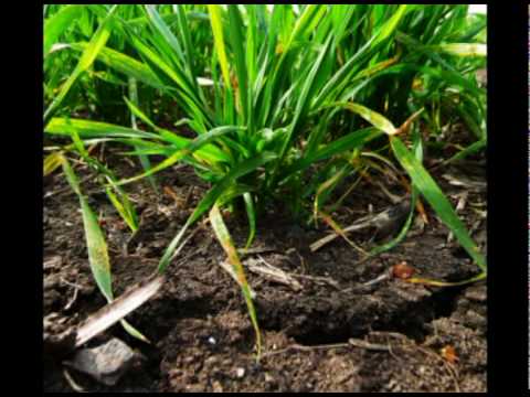 Pabudome ir kelkimes