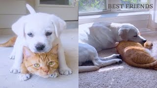 HOW A CAT AND DOG BECOME BEST FRIENDS!🥰🥰HOLY COW