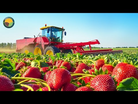 How American Farmers Harvest 9.2 Million Tons of Strawberries by Machine | Farming Documentary