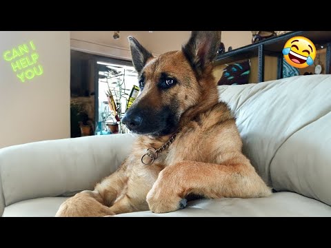 Funniest Animal Videos 😆 Try Not To Laugh Cats And Dogs 🤣 😆 CHARLIE #17