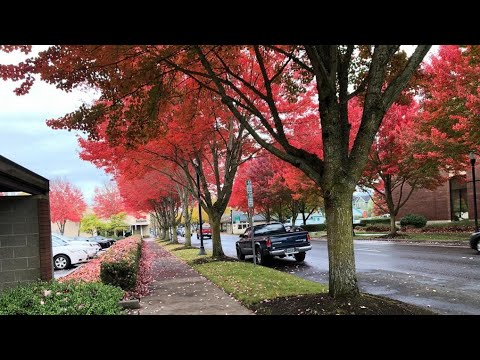 Nature at its best, Fall Colors @ Portland, Oregon US