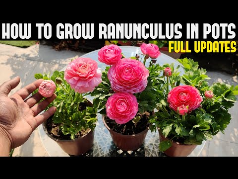 How To Grow Ranunculus (FULL INFORMATION)