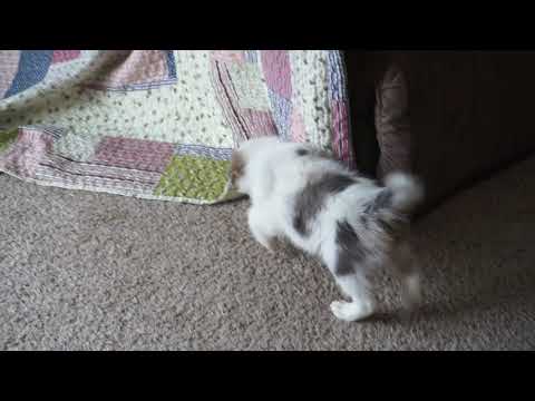 Ariel playing on December 31. 26