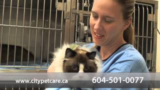 preview picture of video 'City Petcare Hospital - Short | Surrey, BC'