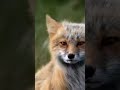 This fox hears her song...and something magical happens ✨️