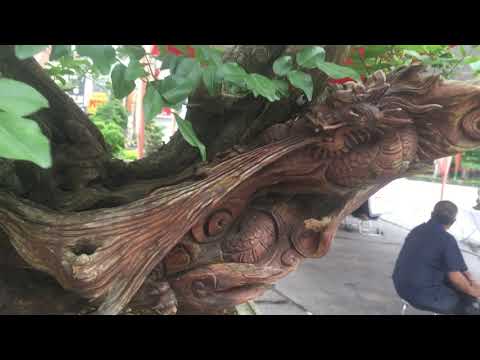 Cây gỗ Trắc bon sai nghệ thuật thân long phượng đục theo phong cách gỗ lũa độc lạ