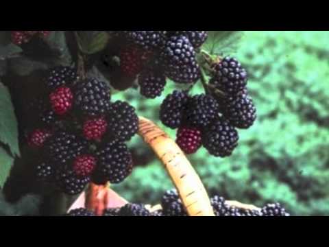 download lagu mp3 mp4 Baco Noir Food Pairing, download lagu Baco Noir Food Pairing gratis, unduh video klip Baco Noir Food Pairing