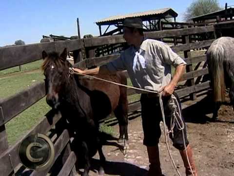 How to teach a colt to halter?