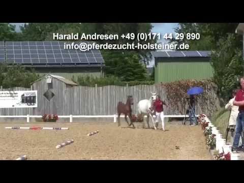 Holsteiner Stutfohlen von Uriko / Corrado I