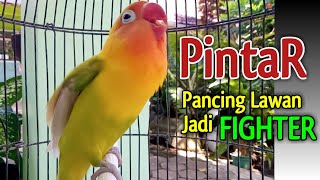 Download lagu Lovebird PINTAR Pancing Lawan Jadi FIGHTER, Cepat Terpancing Emosi dan GACOR Ngekek Panjang Seketika mp3