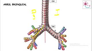 ÁRBOL BRONQUIAL: Bronquios principales, lobares y segmentarios