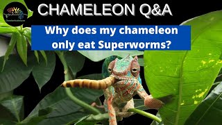 Chameleon Q&A: Why is my chameleon only eating Superworms?