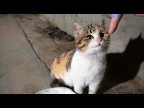 새끼길냥이와 친해지는 법