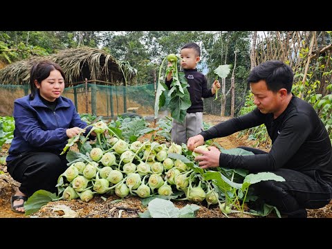 Harvest kohlrabi for sell, finish building the chicken coop- The beginning of a livestock bumper