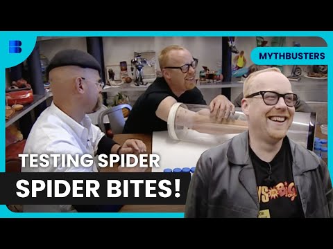 Busting Spider Bite Myths! - Mythbusters - Science Documentary