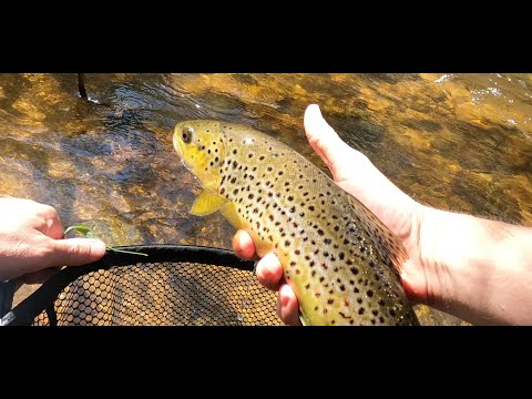 Looking for Big Browns - Back Country Day 1 - Pinch River