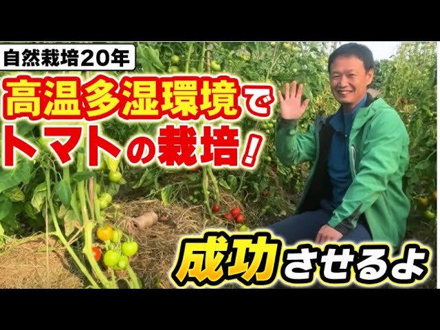 高温多湿のハウスでトマトを育てる自然栽培の工夫と排水対策