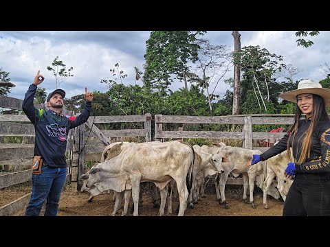 VENDEMOS NOSSOS BEZERROS PARA FINALIZAR NOSSA CASA @XINGURUSTICO 