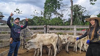 VENDEMOS NOSSOS BEZERROS PARA FINALIZAR NOSSA CASA @XINGURUSTICO 