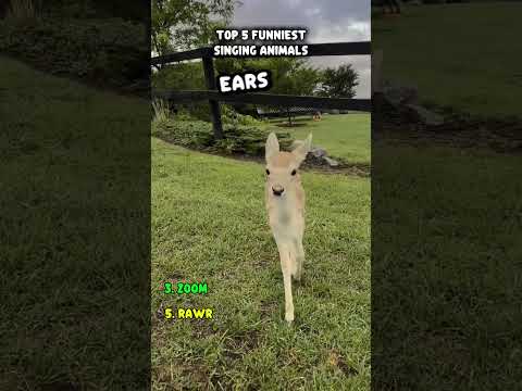 RanKinG tHe BEST aNiMaL SiNgErs 🎙️🦌