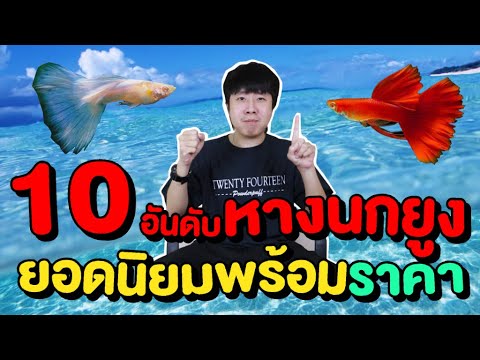 10 อันดับ ปลาหางนกยูง ราคาหลักพัน