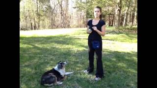 Clicker train your Australian shepherd:  A Quick Intro & the Name Game