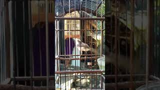 Download lagu Masteran prenjak klik tembakan ampuh mp3 Download lagu Masteran prenjak klik tembakan ampuh mp3