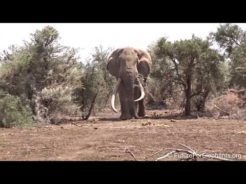 Erinnerung an den Big Tusker TIM