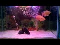 Beautifull Albino Tiger Oscar Fish Pair