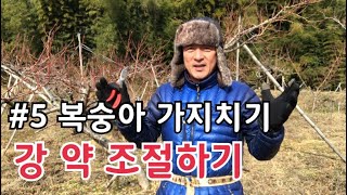 #5 복숭아 가지치기/ 수세에 따른 정지전정 방법