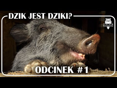 Odcinek #1 - Dzik jest dziki ?