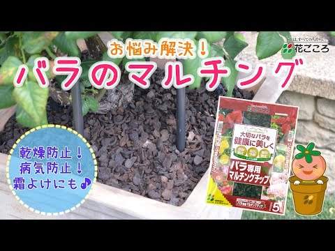 バラの乾燥: 確実に成功する最高のヒント 植物